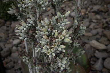 APII jpeg image of Kalanchoe thyrsiflora  © contact APII