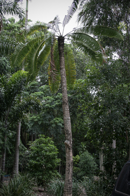 APII jpeg image of Lepidozamia hopei  © contact APII