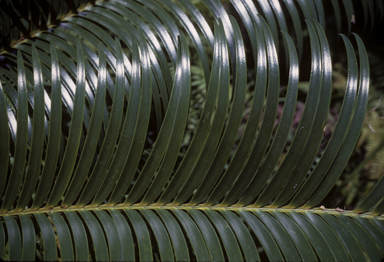 APII jpeg image of Lepidozamia peroffskyana  © contact APII