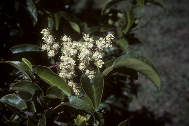 APII jpeg image of Ligustrum lucidum  © contact APII