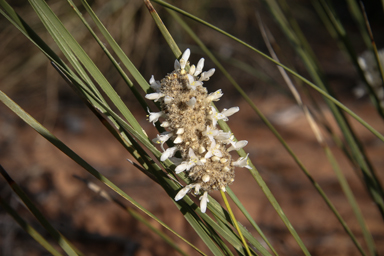 APII jpeg image of Lomandra leucocephala  © contact APII