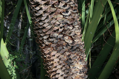 APII jpeg image of Macrozamia dyeri  © contact APII