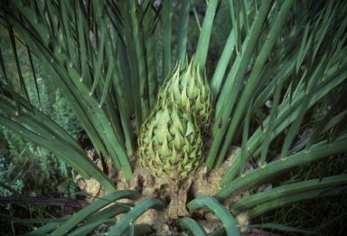 APII jpeg image of Macrozamia fraseri  © contact APII