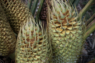 APII jpeg image of Macrozamia fraseri  © contact APII