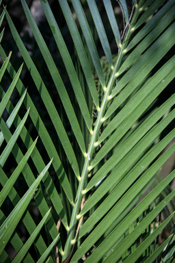 APII jpeg image of Macrozamia lucida  © contact APII