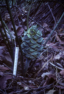 APII jpeg image of Macrozamia lucida  © contact APII