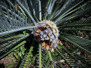 APII jpeg image of Macrozamia macdonnellii  © contact APII