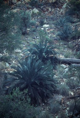 APII jpeg image of Macrozamia macdonnellii  © contact APII