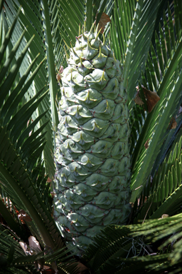 APII jpeg image of Macrozamia moorei  © contact APII