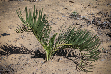 APII jpeg image of Macrozamia polymorpha  © contact APII