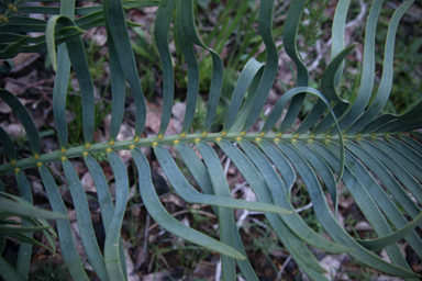 APII jpeg image of Macrozamia riedlei  © contact APII