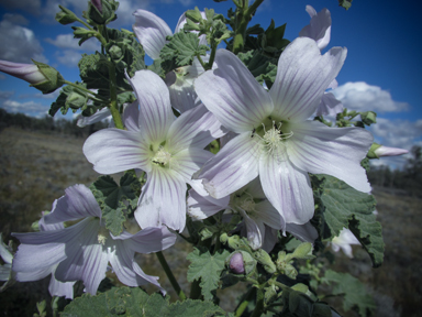 APII jpeg image of Malva preissiana  © contact APII