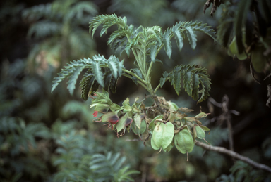 APII jpeg image of Melianthus comosus  © contact APII