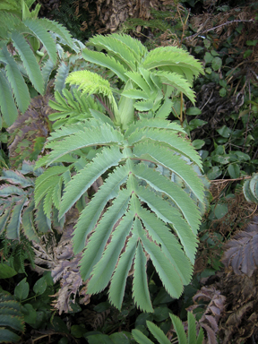 APII jpeg image of Melianthus major  © contact APII