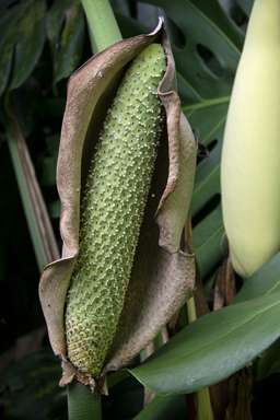 APII jpeg image of Monstera deliciosa  © contact APII