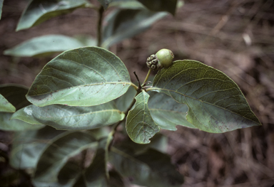 APII jpeg image of Coelospermum decipiens  © contact APII