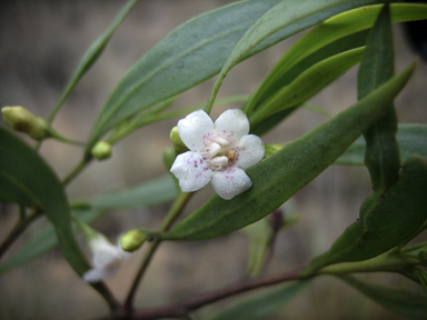 APII jpeg image of Myoporum montanum  © contact APII