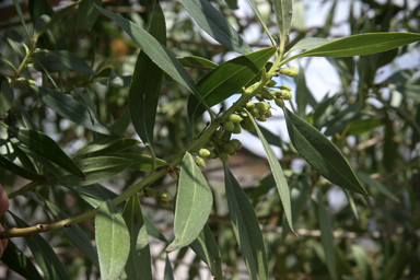 APII jpeg image of Myoporum montanum  © contact APII