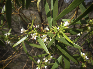 APII jpeg image of Myoporum platycarpum  © contact APII