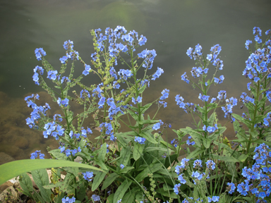 APII jpeg image of Myosotis sylvatica  © contact APII