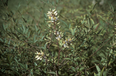 APII jpeg image of Nandina domestica  © contact APII