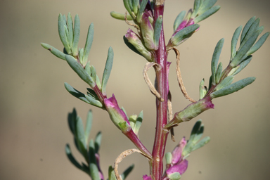 APII jpeg image of Neobassia proceriflora  © contact APII