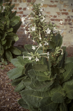 APII jpeg image of Nicotiana  © contact APII