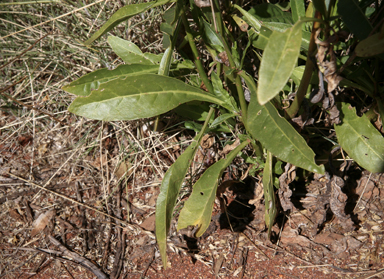 APII jpeg image of Nicotiana rosulata subsp. ingulba  © contact APII