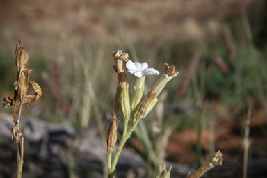 APII jpeg image of Nicotiana velutina  © contact APII