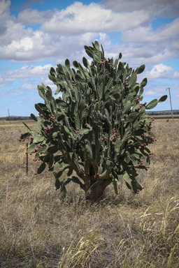 APII jpeg image of Opuntia tomentosa  © contact APII