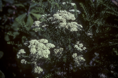 APII jpeg image of Ozothamnus diosmifolius  © contact APII