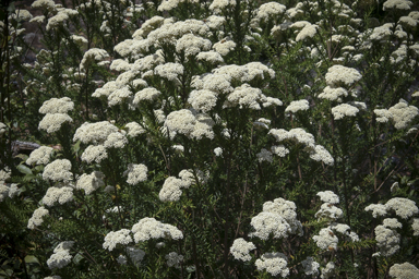 APII jpeg image of Ozothamnus diosmifolius  © contact APII