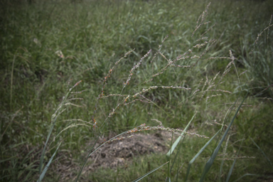 APII jpeg image of Panicum coloratum  © contact APII