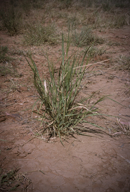 APII jpeg image of Panicum decompositum  © contact APII