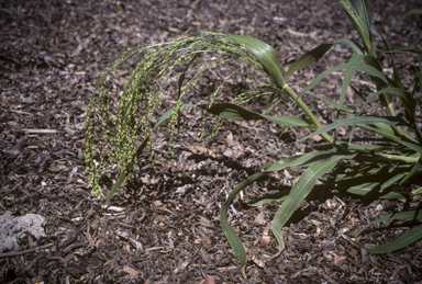 APII jpeg image of Panicum miliaceum  © contact APII