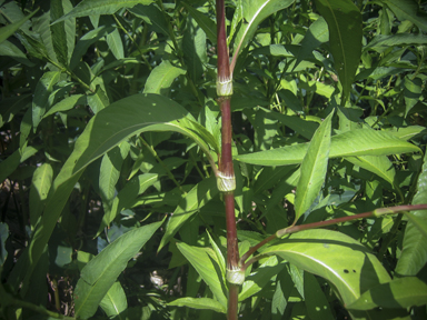 APII jpeg image of Persicaria lapathifolia  © contact APII