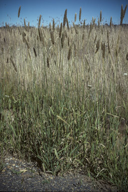 APII jpeg image of Phalaris aquatica  © contact APII