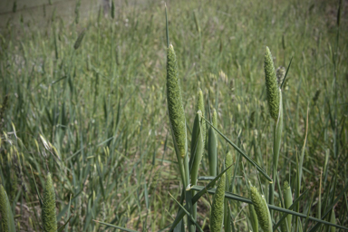 APII jpeg image of Phalaris aquatica  © contact APII