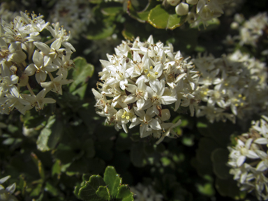 APII jpeg image of Pimelea flava  © contact APII