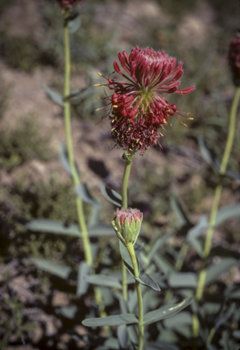 APII jpeg image of Pimelea haematostachya  © contact APII