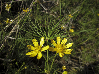 APII jpeg image of Ranunculus meristus  © contact APII