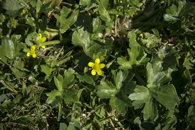 APII jpeg image of Ranunculus muricatus  © contact APII