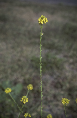 APII jpeg image of Rapistrum rugosum  © contact APII