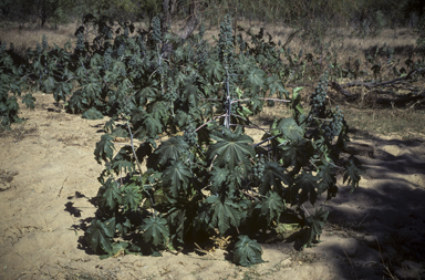 APII jpeg image of Ricinus communis  © contact APII