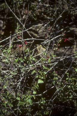 APII jpeg image of Salvia coccinea  © contact APII