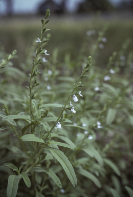 APII jpeg image of Salvia reflexa  © contact APII