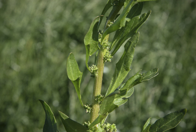 APII jpeg image of Scleroblitum atriplicinum  © contact APII