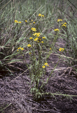 APII jpeg image of Senecio brigalowensis  © contact APII