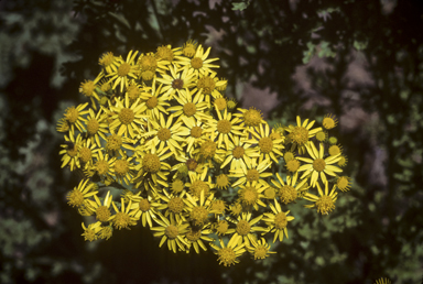 APII jpeg image of Senecio jacobaea  © contact APII