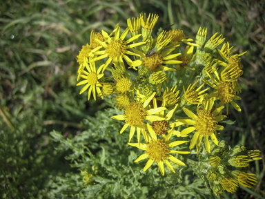 APII jpeg image of Senecio jacobaea  © contact APII